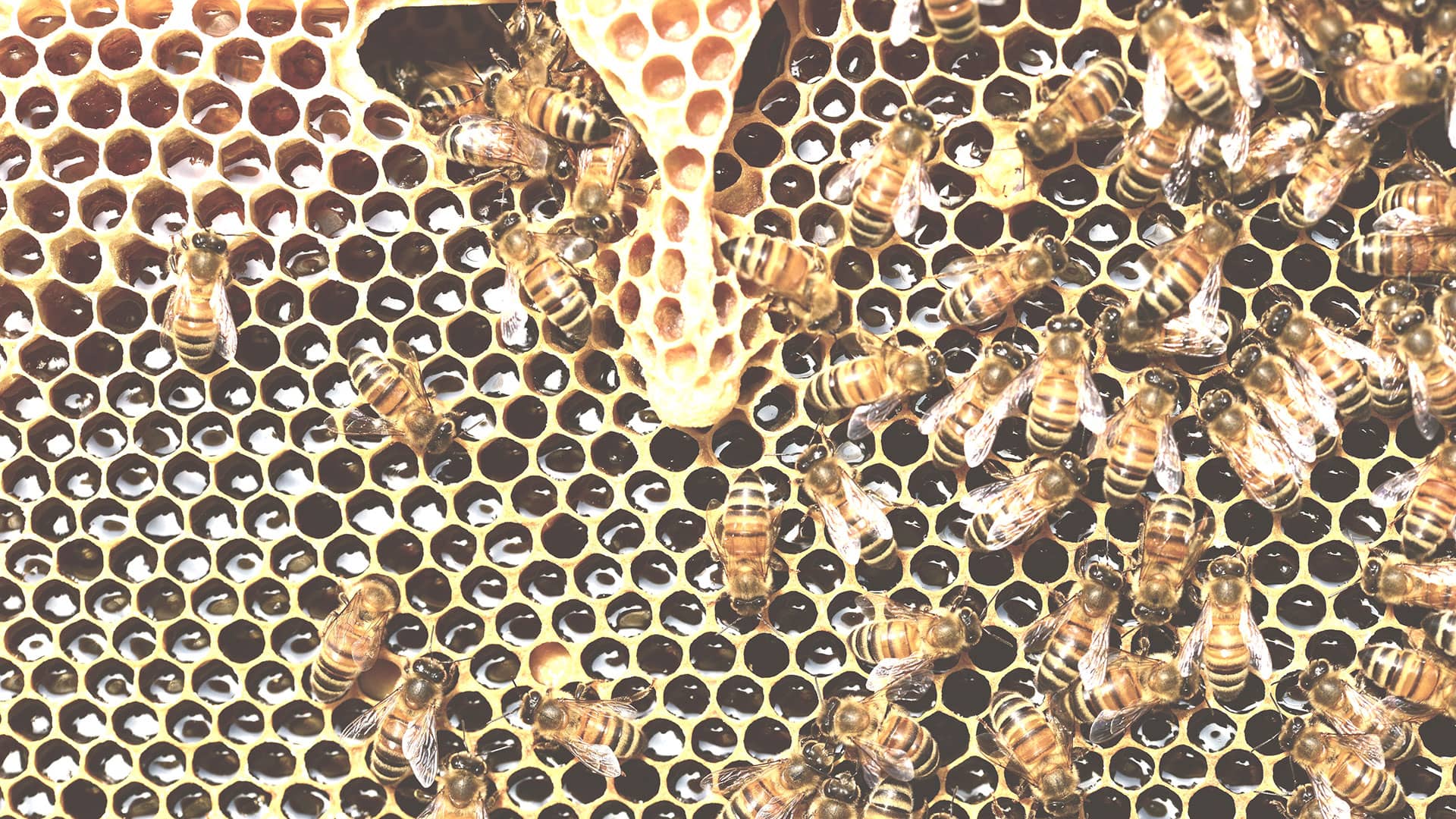 From McKinsey’s Agentic AI Playbook to Real Workflows: ReplyFabric Is Where You Begin